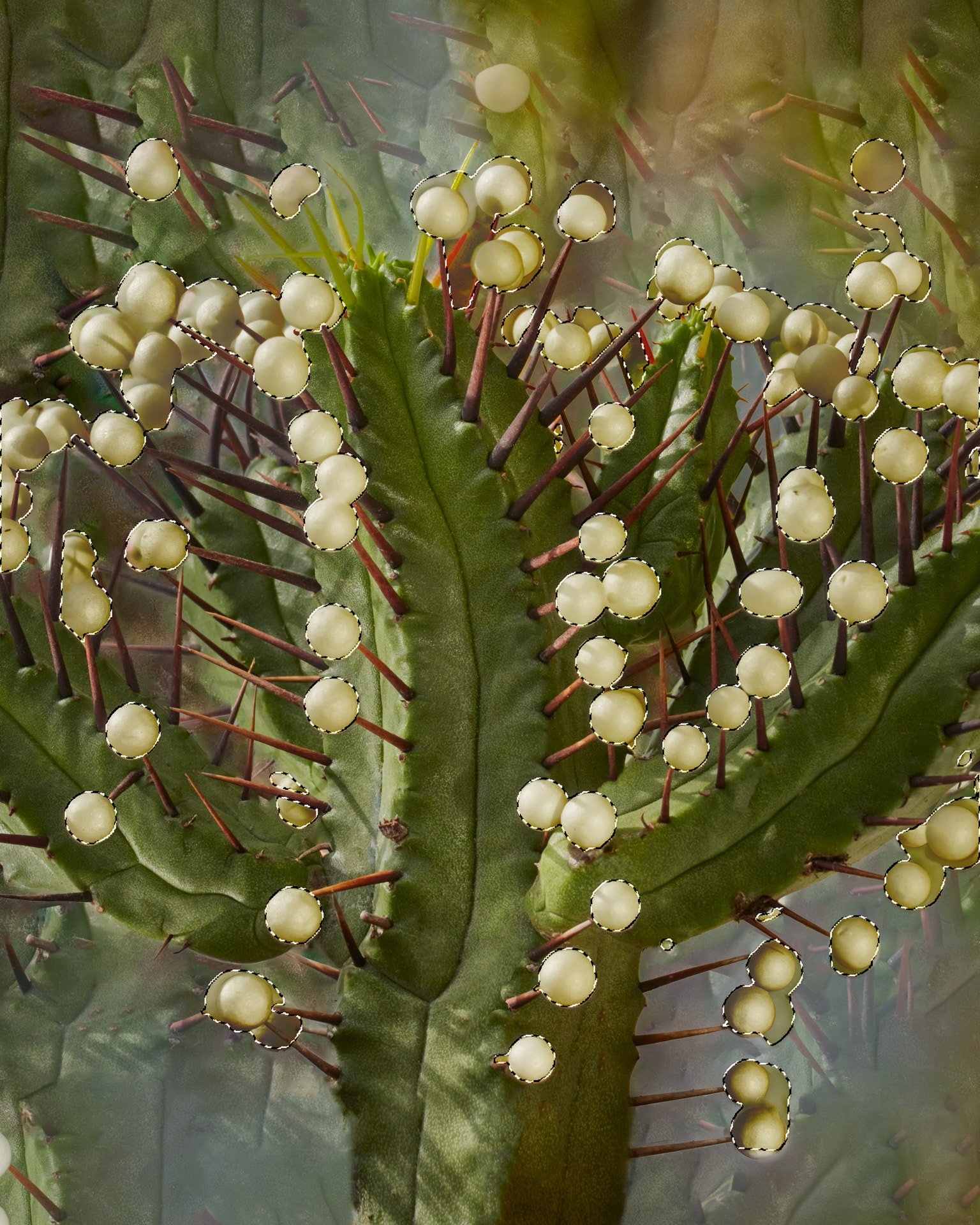 envisions-brain of materials-brain of plant based-by ronald smits-4